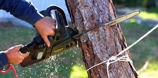 Best Tree Health Inspection  in Shelby, NC