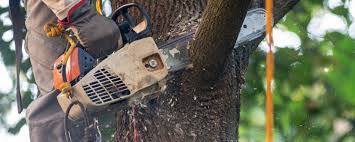 Best Tree Risk Assessment  in Shelby, NC