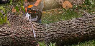 How Our Tree Care Process Works  in  Shelby, NC