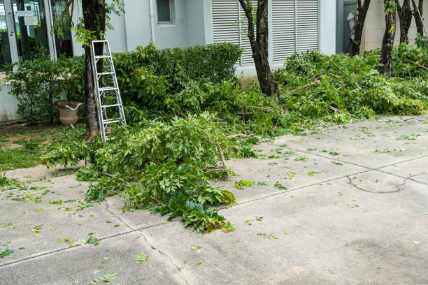 Best Hazardous Tree Removal  in Shelby, NC