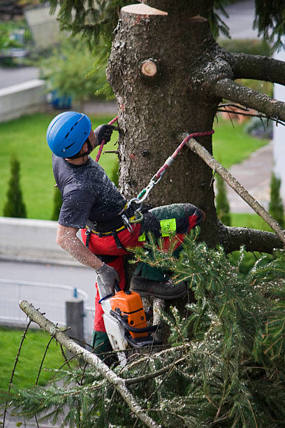 Best Lawn Mowing  in Shelby, NC